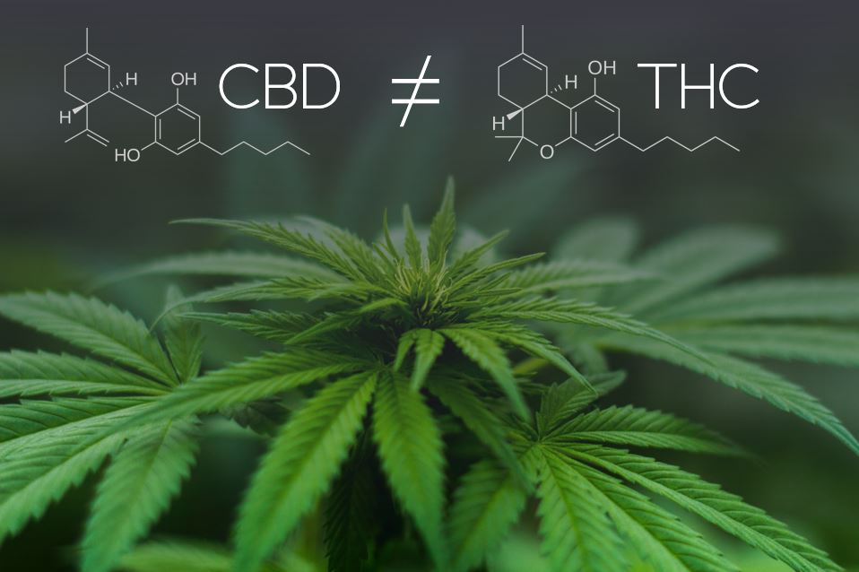 CBD AND THC - DO YOU KNOW THE DIFFERENCE