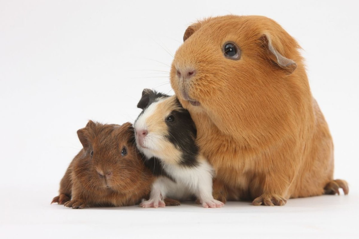 CBD FOR RABBITS, GUINEA PIGS, BIRDS, AND HORSES