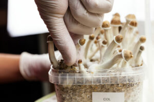 Benefits of Chaga Functional Mushrooms